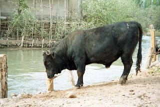 53 Kashgar Sunday Market 1993 Bull In Animal Market